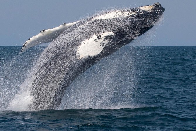Whale Watching Trips to Stellwagen Bank Marine Sanctuary. Guaranteed Sightings! - Frequently Asked Questions