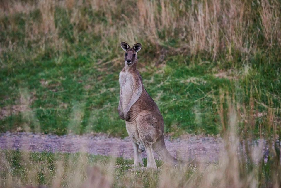 Wildlife Wonders: Great Ocean Road Dawn Discovery Tour - Booking Information