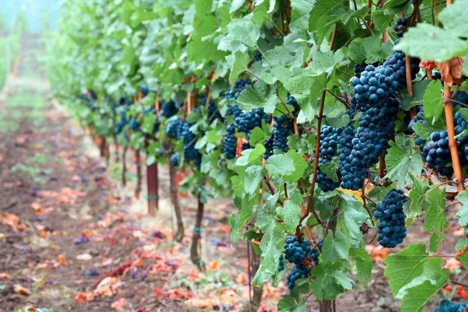 Willamette Valley Wine Tour (Tasting Fees Included) - Transportation and Logistics Details