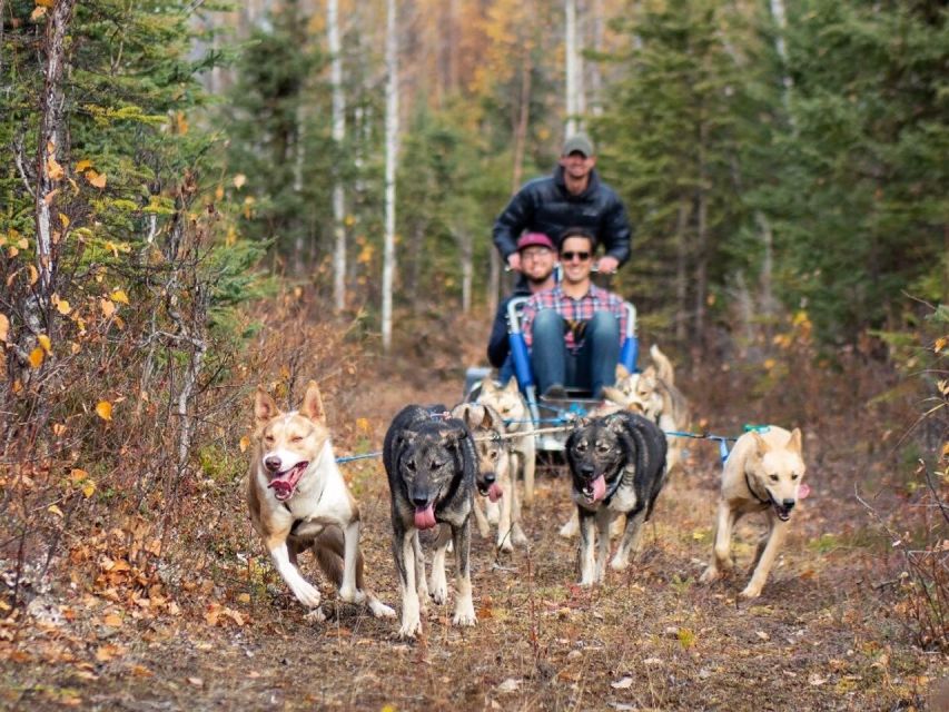 Willow: Summer Dog Sledding Ride in Alaska - Iditarod Race Sleds and Bibs