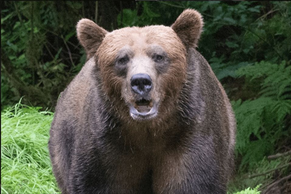 Wrangell: Anan Bear and Wildlife Viewing Adventure - Activity Details