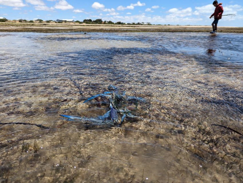 Yorke Peninsula: Catch N Cook Blue Swimmer Crab Experience - Expectations