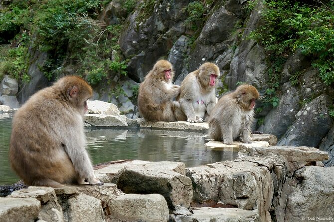 1-Day Private Snow Monkey ZenkoJi Temple & SakeTasting NaganoTour - Cancellation Policy