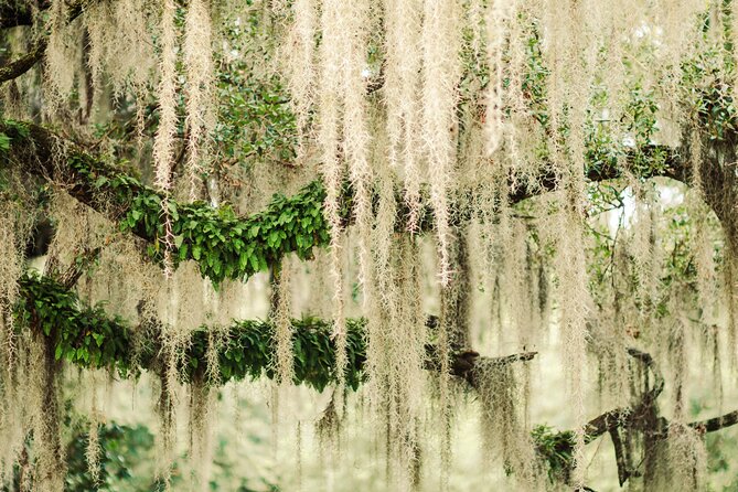 2-Hour Bonaventure Cemetery Walking Tour - Frequently Asked Questions