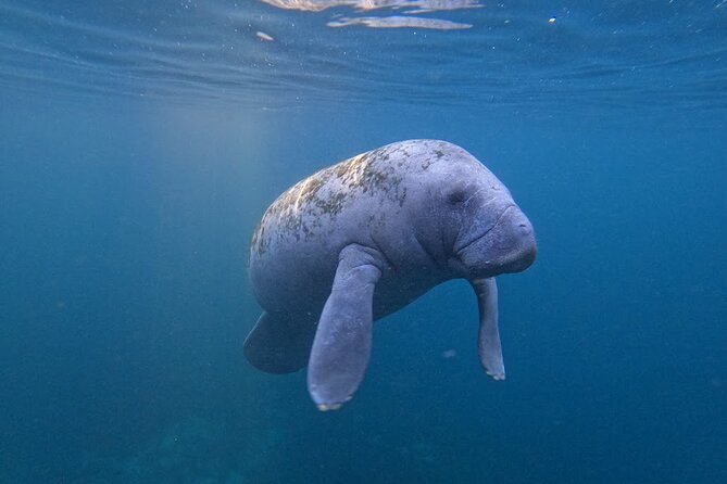 3-Hour Small Group All-Inclusive Manatee Swim With Photo Package - Expectations and Experience