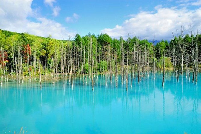 A Relaxing Day for Furano, Biei Blue Pond& Local Curry Lunch in Hokkaido! - Weather Considerations