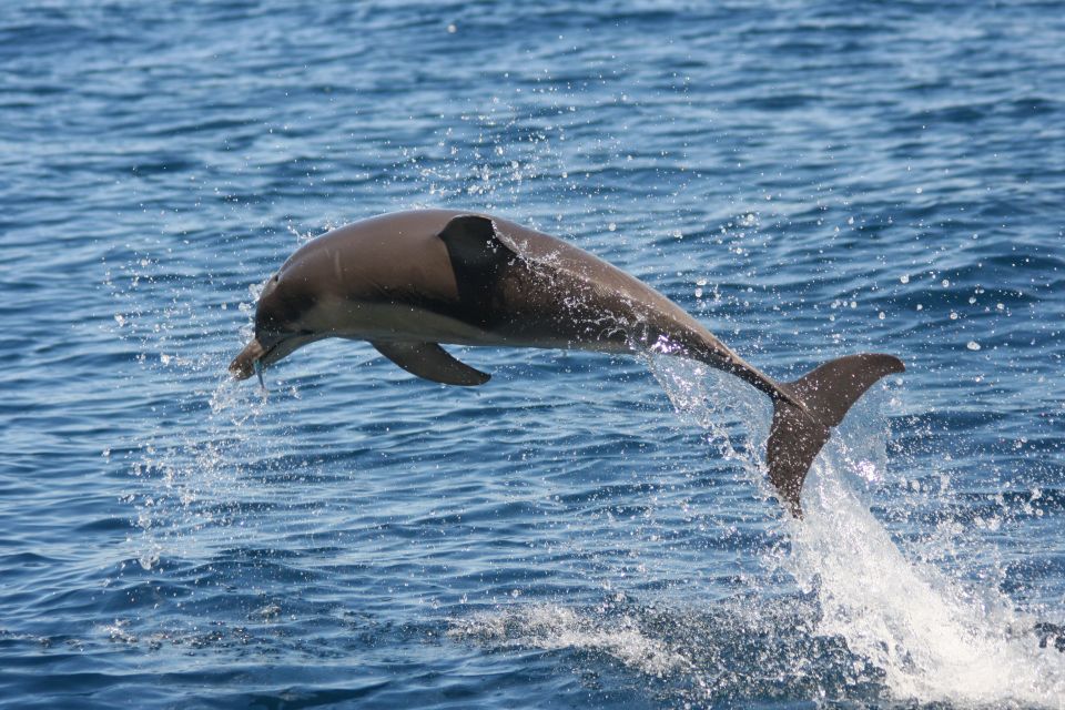 Adelaide: 3.5-Hour Guaranteed Wild Dolphin Watching Cruise - Explore Holdfast Shores Marina