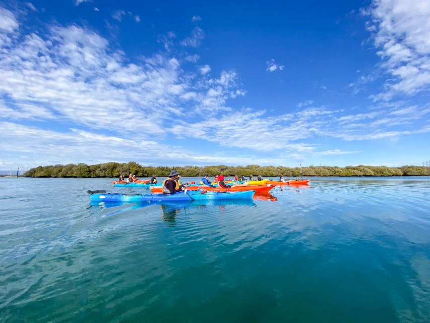 Adelaide: Dolphin Sanctuary Mangroves Kayak Tour - Customer Reviews