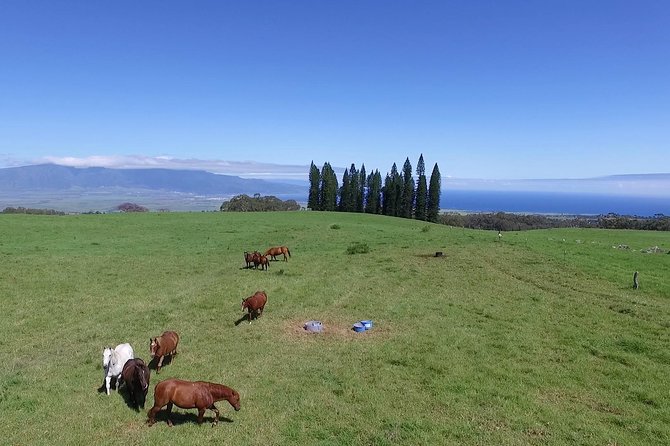 Best Haleakala Downhill Self-Guided Bike Tour With Maui Sunriders - Customer Reviews