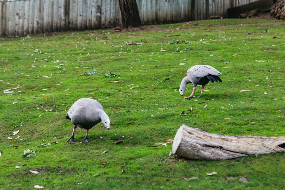 Bonorong Wildlife Sanctuary Half-Day Tour From Hobart - Customer Reviews