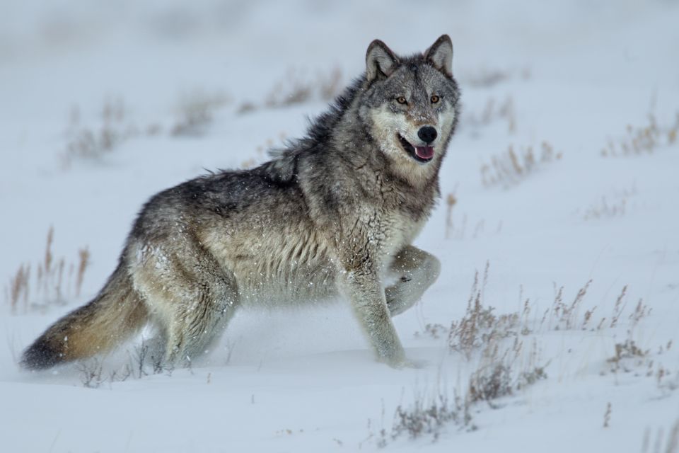 Bozeman: Yellowstone Wolves and Winter 4Day/3Night Adventure - Restrictions