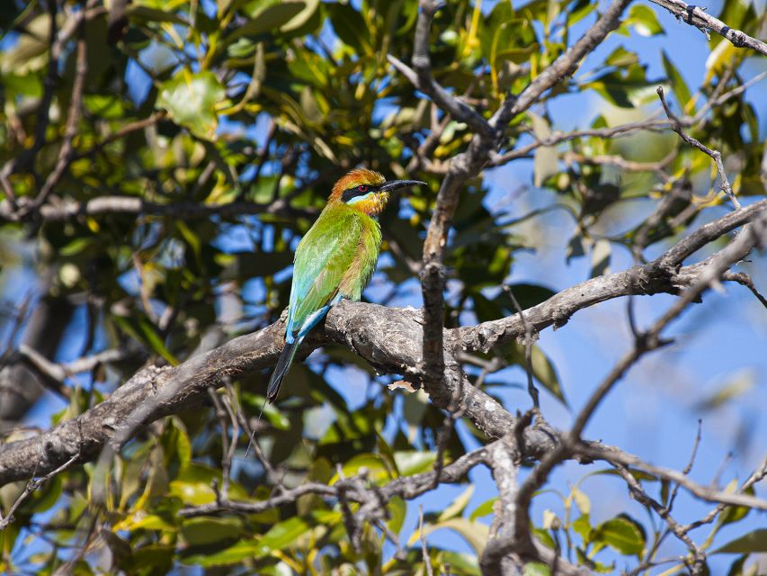 Brisbane: Kangaroos, Birds and Mangroves Coastal Tour - Tour Directions