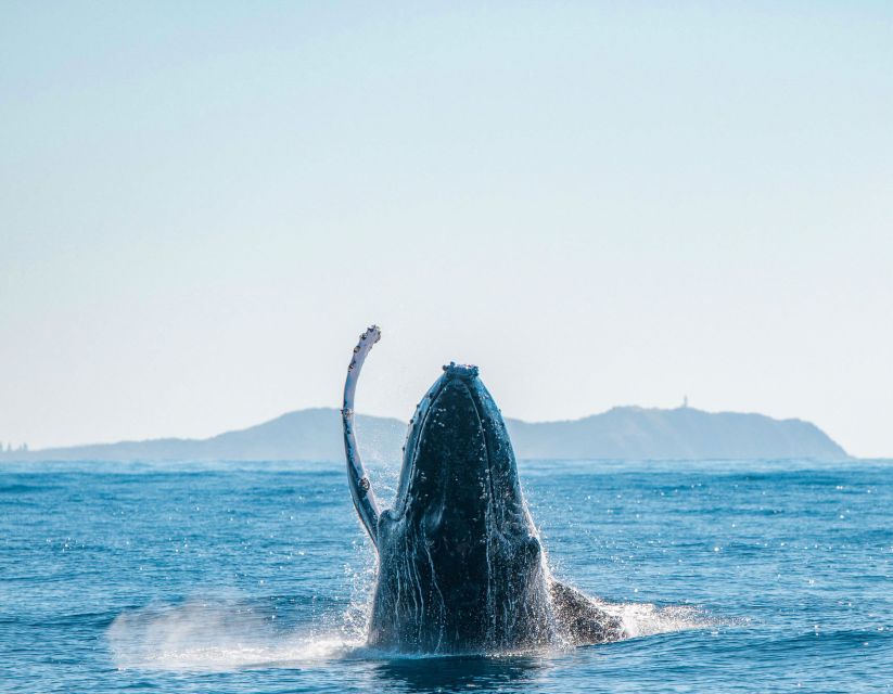 Byron Bay: Whale Watching Cruise With a Marine Biologist - Customer Reviews