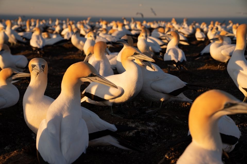 Cape Kidnappers: Gannet Colony Exclusive Sunrise Tour - Frequently Asked Questions