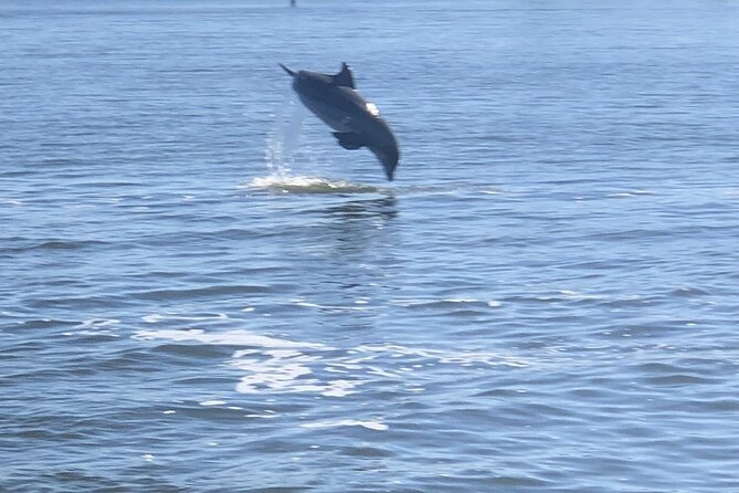 Cocoa Beach Dolphin Tours on the Banana River - Cancellation Policy