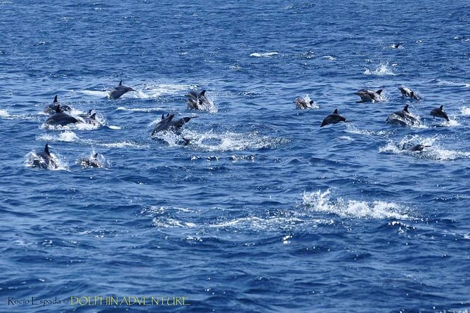 Dolphin Watching Excursion in Gibraltar - Departure Information