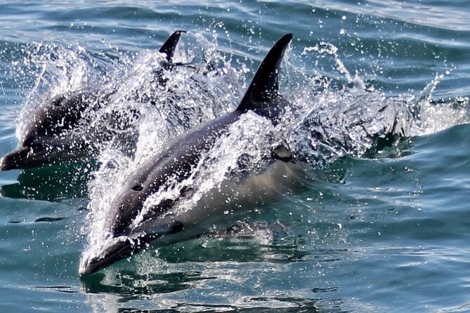 Dolphin Watching in Gibraltar With the Blue Boat Dolphin Safari - Recap