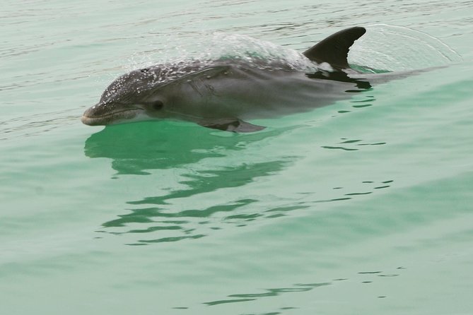 Dolphin-Watching Speedboat Cruise in Destin Harbor - Positive Feedback