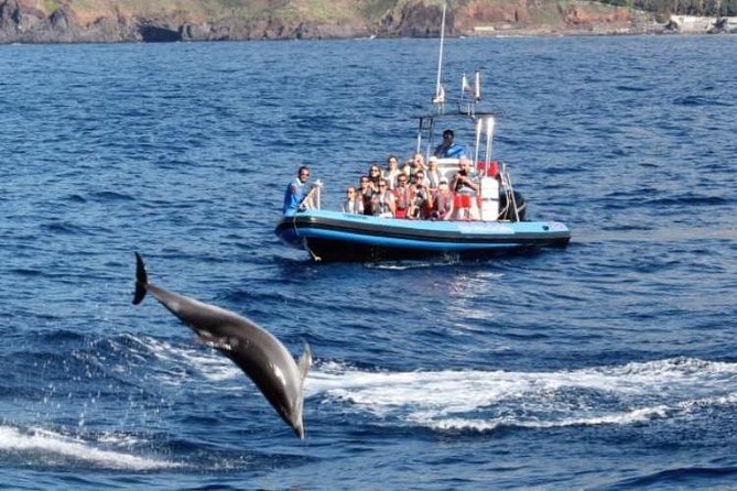 Dolphin - Whale - Turtle - Bird Watching - Whale and Dolphin Sightings