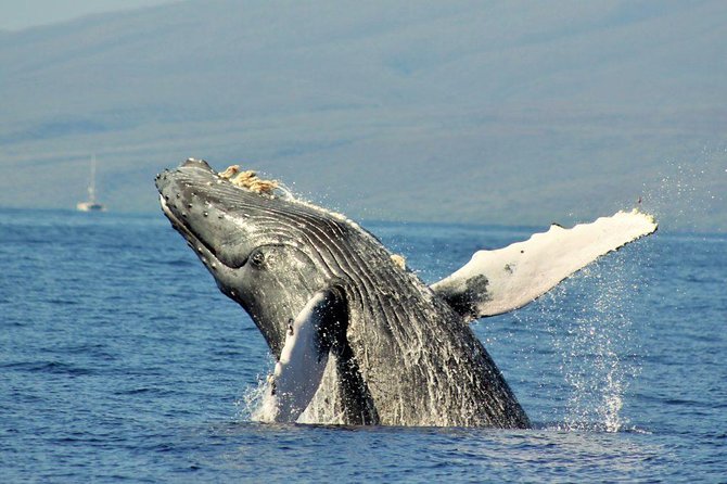 Eye-Level Whale Watching Eco-Raft Tour From Lahaina, Maui - Frequently Asked Questions