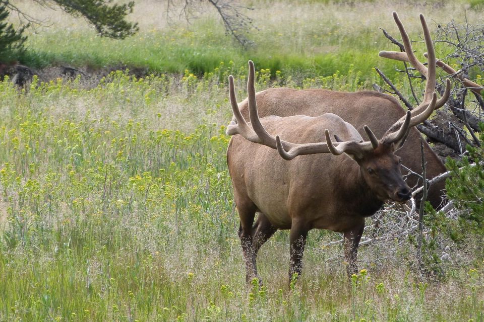 From Jackson: Yellowstone National Park Day Trip With Lunch - Directions