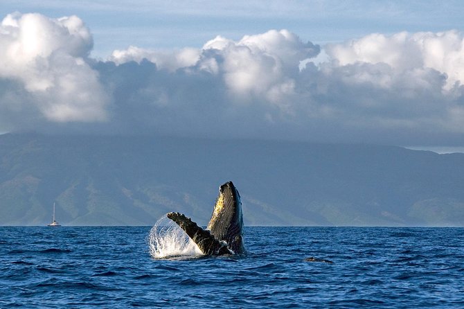 From Maalaea Harbor: Whale Watching Tours Aboard the Quicksilver - Tour Directions