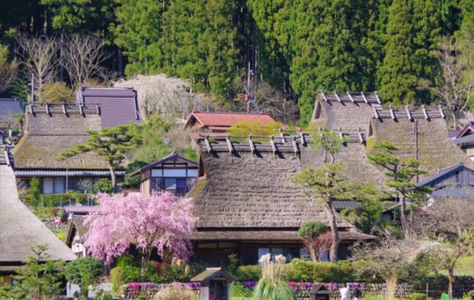 From Osaka: Miyama Village, Ine Bay & Amanohashidate Tour - Scenic Pine Tree Landscape