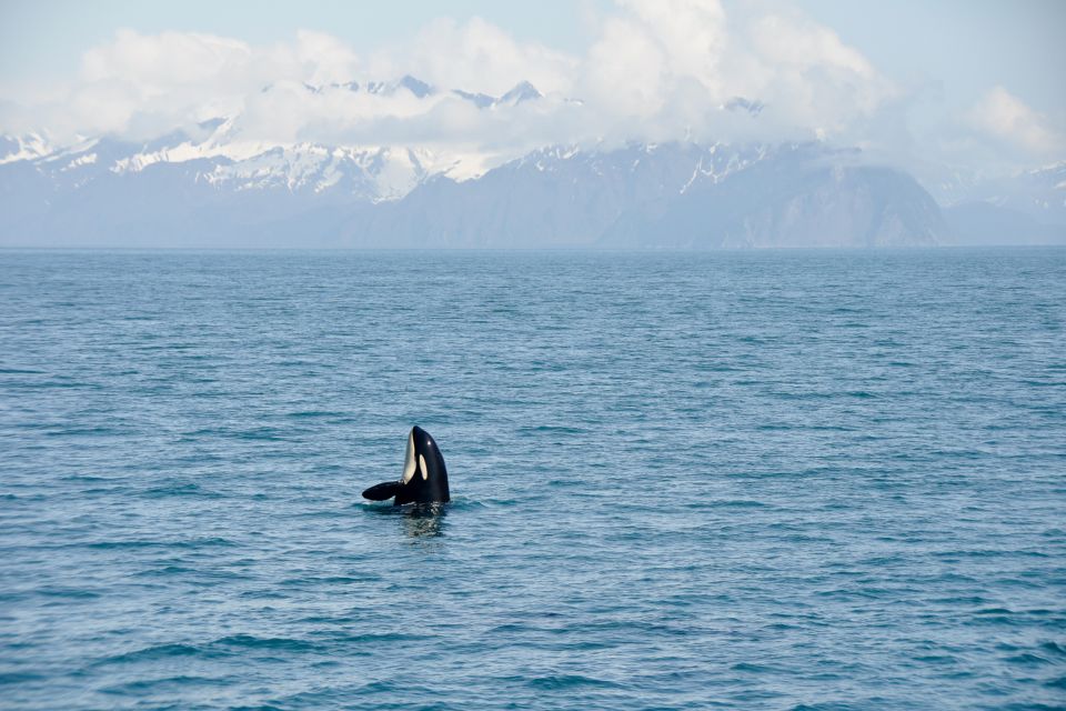 From Seward: Half-Day Resurrection Bay Wildlife Cruise Tour - Whale Watching Season