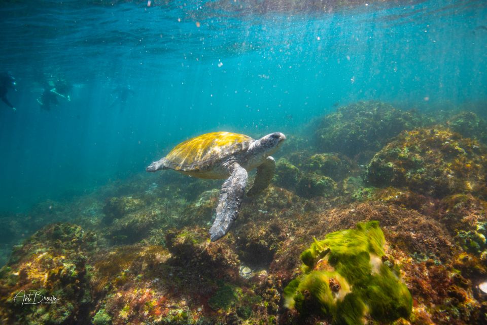 Gold Coast: Snorkeling With Turtles Half-Day Tour - Frequently Asked Questions