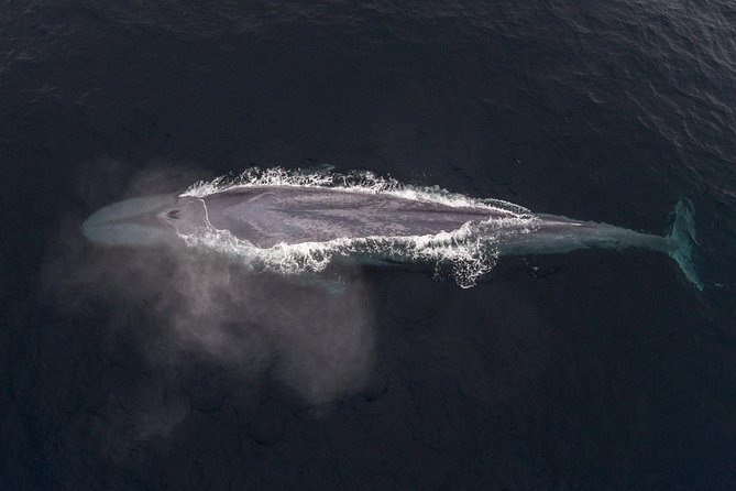 Half-Day Whale Watching Tour From Monterey - Recap