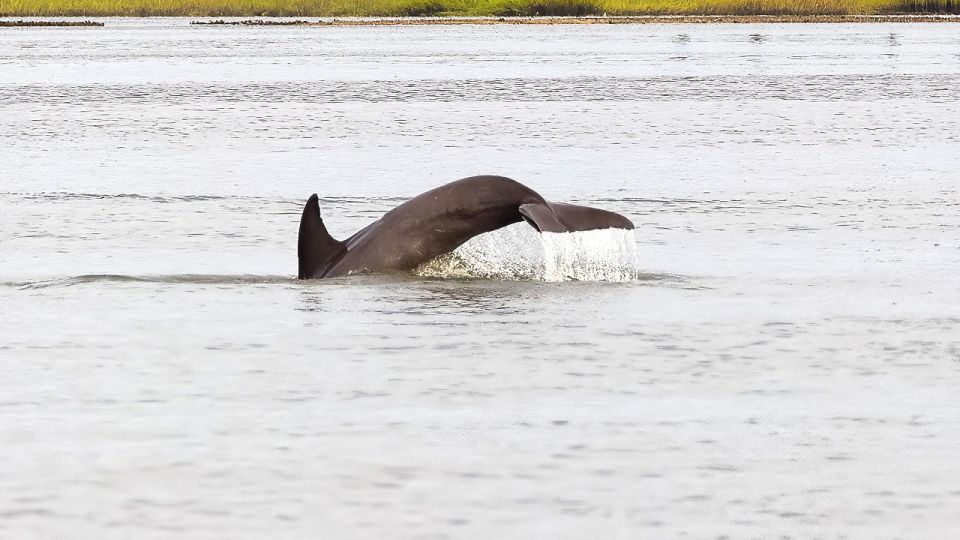 Hilton Head: 2 Hour Private Dolphin Tour - Meeting Point and Recommendations