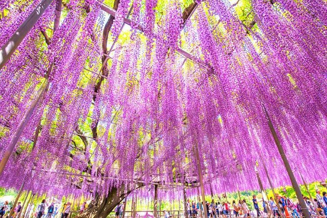 Hitachi National Seaside Park's Flowers & Ashikaga Flower Park - Inclusions and Accessibility