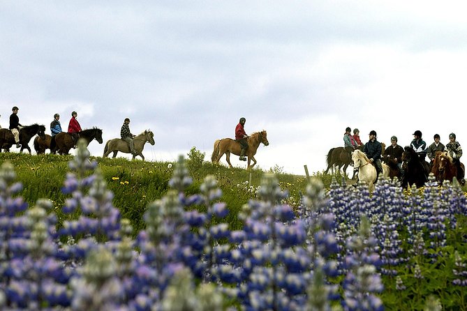 Icelandic Horseback Riding Tour Including Pick up From Reykjavik - Frequently Asked Questions