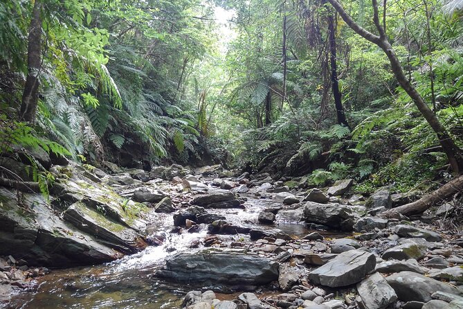 Jungle River Trek: Private Tour in Yanbaru, North Okinawa - Gear Provided