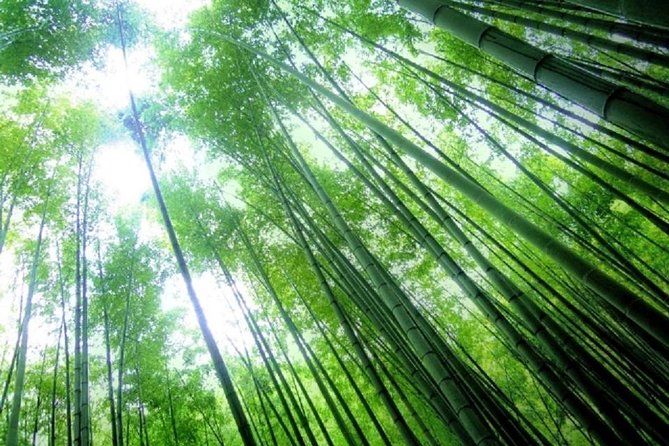 Kamakura Bamboo Forest and Great Buddha Private Tour - Cancellation Policy