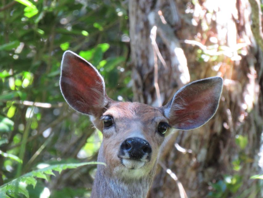 Kauai: Waimea Canyon & Kokeʻe State Park Private Tour - Customer Reviews