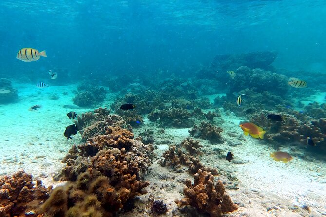 Kayak & Snorkel: Private Tour in Yanbaru, North Okinawa - Weather and Sea Conditions
