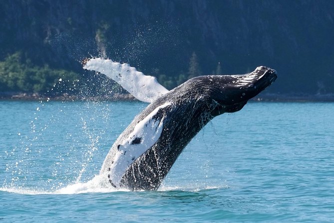 Kenai Fjords and Resurrection Bay Half-Day Wildlife Cruise - Booking Details