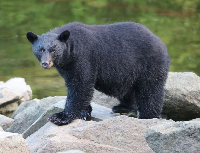 Ketchikan: Potlatch Park, City and Wildlife Private Van Tour - Inclusions