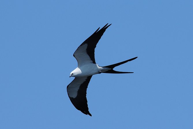 Marco Island 2 Hour Dolphin, Birding and Shelling Tour - Recap