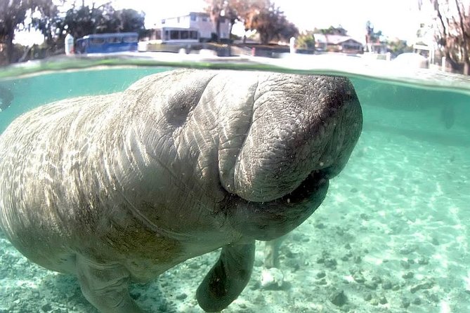 Most Popular 3hr Manatee Swim Tour + In-Water Guide! - Tour Location