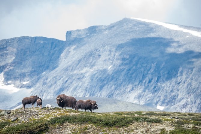 Musk Ox Safari in Dovrefjell National Park From Oppdal - Recap