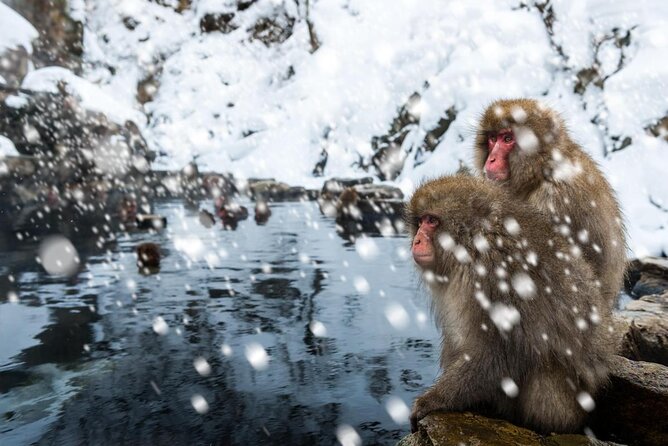 Nagano Snow Monkey 1 Day Tour With Beef Sukiyaki Lunch From Tokyo - Meeting Point and Transportation