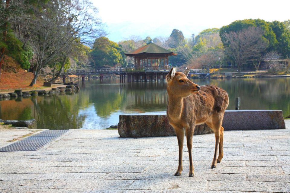 Nara's Historical Wonders: A Journey Through Time and Nature - Naras Buddhist Heritage Sites