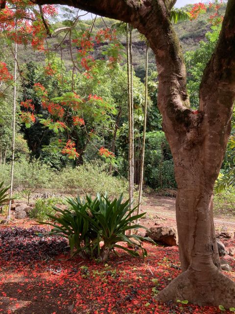 North Shore Haleiwa & Waimea Falls Valley Of The Priests! - Reservation