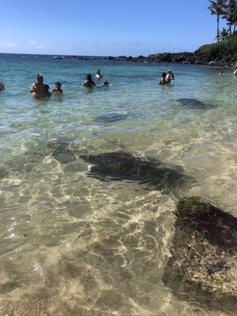 Oahu: Waimea Falls & North Shore Swim With Turtles Beach Day - Directions