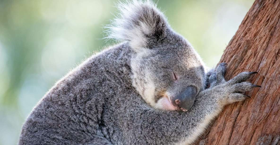 Port Stephens: Koala Sanctuary General Admission Ticket - Frequently Asked Questions