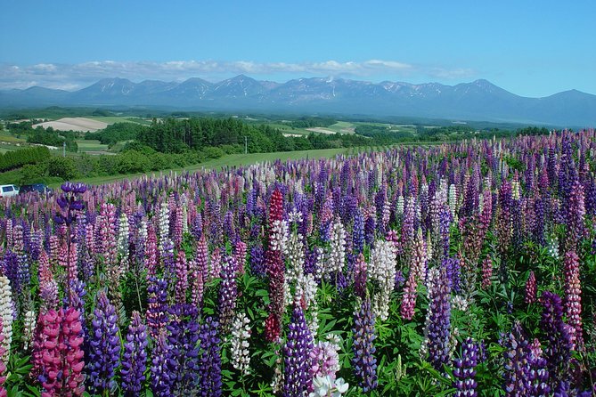 Private Car Tour of Furano and Biei in Hokkaido With Local Guide - Scenic Highlights