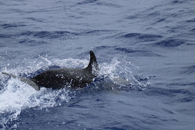 Private Dolphin and Whale Watching Tour in Madeira - Pricing Information