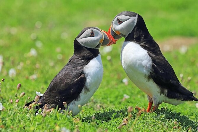 Puffin and Volcano Minibus Tour - Guided by Ebbi - Recap